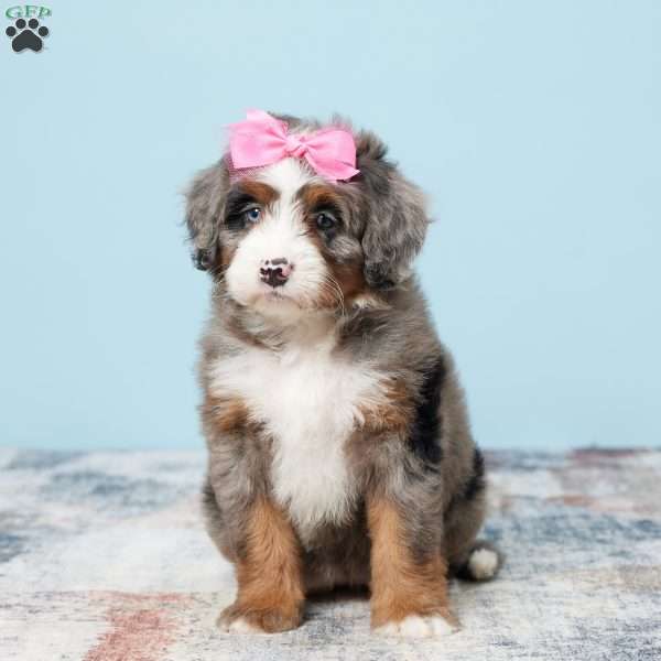 Blossom, Mini Bernedoodle Puppy